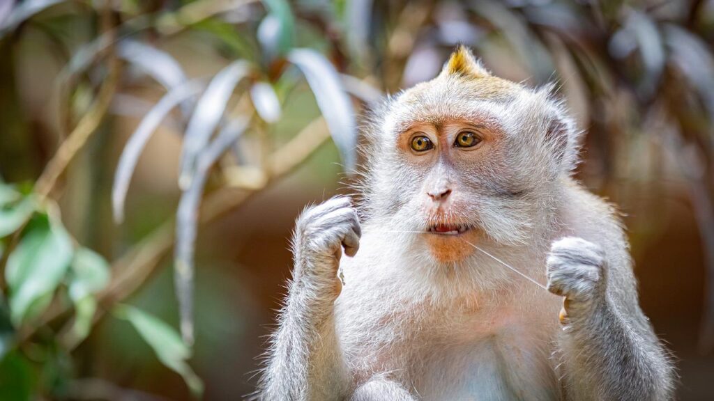 Monkey flossing his teeth