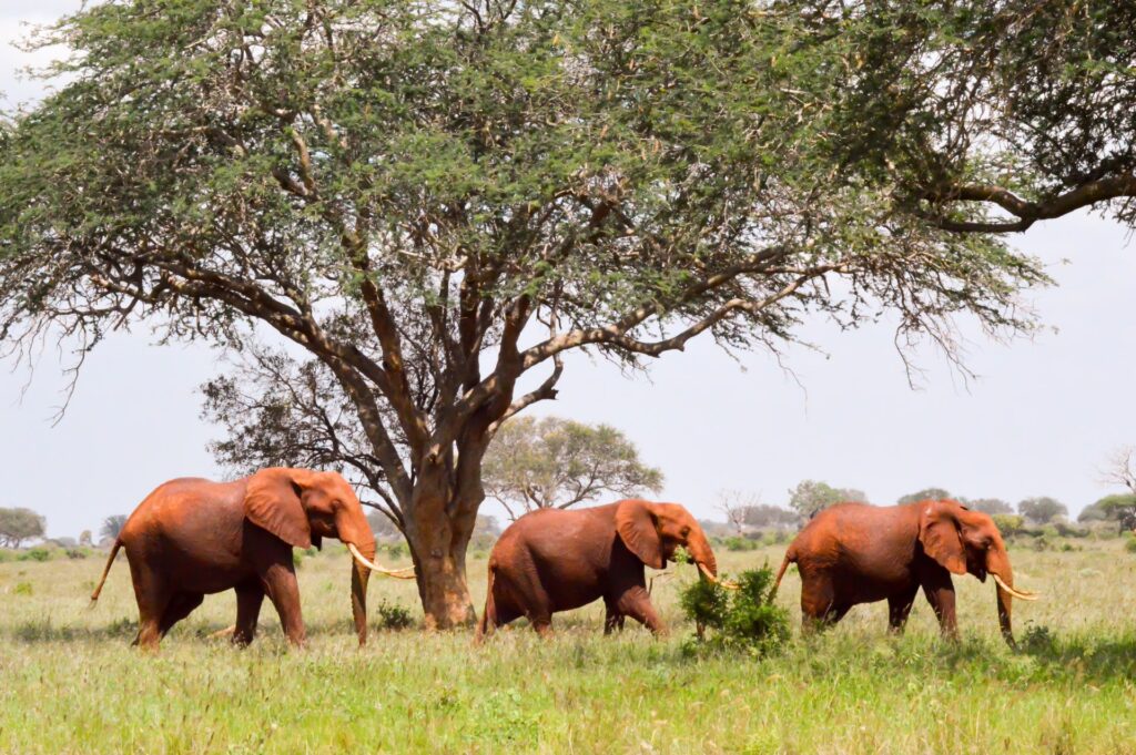 Three red elephants