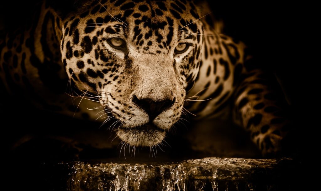 Jaguar stalking prey